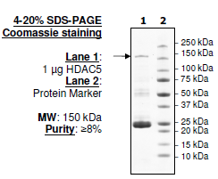 HDAC5 (full length), GST-tag Recombinant – Figure 1 of 2
