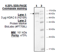 HDAC6 (H216A), GST-Tag Recombinant – Figure 1 of 2