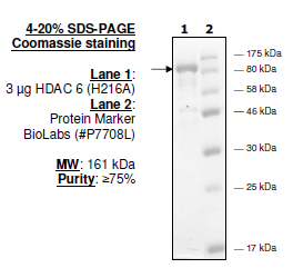 HDAC6 (H216A), GST-Tag Recombinant – Figure 1 of 2