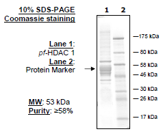 pf-HDAC1, Malaria, His-tag, FLAG-tag Recombinant – Figure 1 of 2