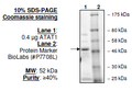 ATAT1, GST-tag Recombinant – Figure 1 of 1