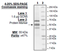 GCN5 (KAT2A), FLAG-tag Recombinant – Figure 1 of 2