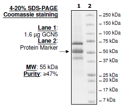 GCN5 (KAT2A), FLAG-tag Recombinant – Figure 1 of 2