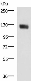 MCAM Polyclonal Antibody – Figure 1 of 4