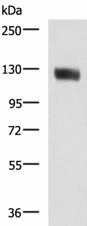 MCAM Polyclonal Antibody – Figure 1 of 4