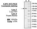 LSD1 (KDM1A), Variant 2, GST-tag Recombinant – Figure 1 of 4