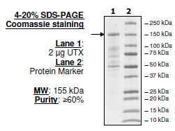 UTX (KDM6A), C-term FLAG-tag Recombinant – Figure 1 of 1