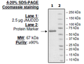 JMJD2D (KDM4D), GST-tag Recombinant – Figure 1 of 2