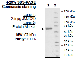 JMJD2D (KDM4D), GST-tag Recombinant – Figure 1 of 2