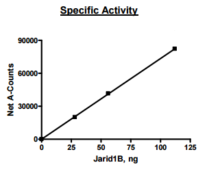 JARID1B (KDM5B, PLU-1), His-FLAG-tags Recombinant – Figure 1 of 2