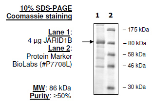 Mouse JARID1B (KDM5B, PLU-1), FLAG-tag Recombinant – Figure 1 of 1