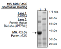 JMJD2A(KDM4A) (1-350), His-tag Recombinant – Figure 1 of 2