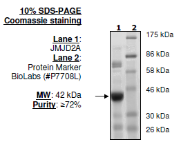 JMJD2A(KDM4A) (1-350), His-tag Recombinant – Figure 1 of 2