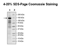 JMJD1A (KDM3A), FLAG-tag Recombinant – Figure 1 of 2