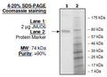 JMJD6, GST-tag Recombinant – Figure 1 of 1