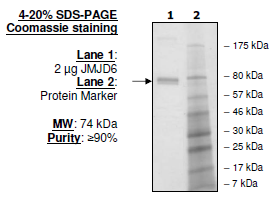 JMJD6, GST-tag Recombinant – Figure 1 of 1