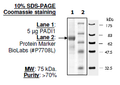 PADI1 Recombinant – Figure 1 of 2