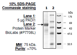 PADI1 Recombinant – Figure 1 of 2