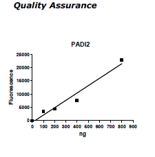 PADI2, FLAG-Tag Recombinant – Figure 1 of 4