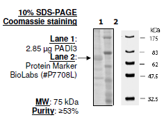 PADI3, FLAG-tag Recombinant – Figure 1 of 2