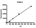 PADI4, FLAG-tag Recombinant – Figure 1 of 2