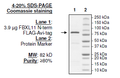 FBXL11 (KDM2A, JHDM1A), FLAG-Avi-tags Recombinant – Figure 1 of 4