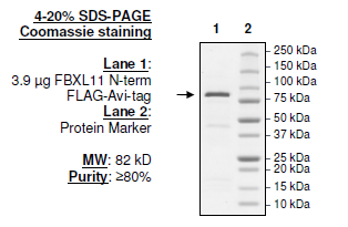 FBXL11 (KDM2A, JHDM1A), FLAG-Avi-tags Recombinant – Figure 1 of 4