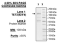 TET3, FLAG-Tag, His-Tag Recombinant – Figure 1 of 1
