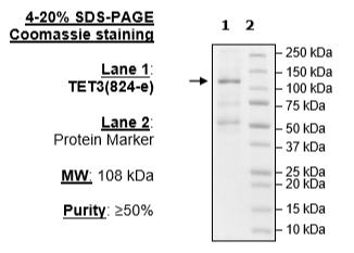 TET3, FLAG-Tag, His-Tag Recombinant – Figure 1 of 1