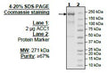 ACC1, FLAG-His-tags Recombinant – Figure 1 of 2