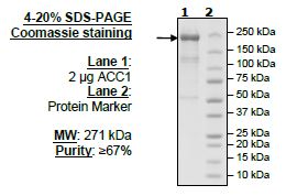 ACC1, FLAG-His-tags Recombinant – Figure 1 of 2