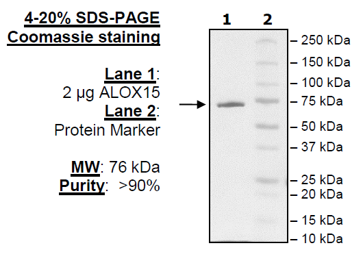 ALOX15, FLAG-tag Recombinant – Figure 1 of 2