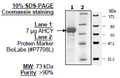 AHCY, GST-tag Recombinant – Figure 1 of 1