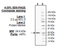 BCL-2, His-Tag Recombinant – Figure 1 of 2