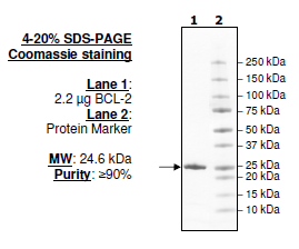BCL-2, His-Tag Recombinant – Figure 1 of 2