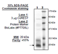 CoREST, His-tag Recombinant – Figure 1 of 1