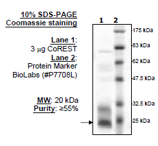 CoREST, His-tag Recombinant – Figure 1 of 1