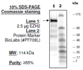 EZH2 (non-complexed), His-GST-tags Recombinant – Figure 1 of 1