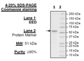 EED, FLAG-tag Recombinant – Figure 1 of 1