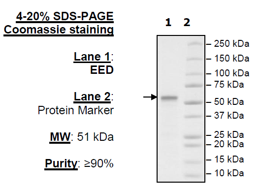 EED, FLAG-tag Recombinant – Figure 1 of 1