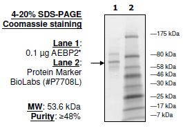 AEBP2, His-tag Recombinant – Figure 1 of 1