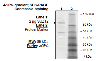 SUZ12, His-FLAG-tags Recombinant – Figure 1 of 1