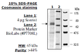Sestrin 1, FLAG-tag Recombinant – Figure 1 of 1