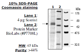 Sestrin 1, FLAG-tag Recombinant – Figure 1 of 1