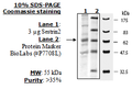 Sestrin 2, FLAG-Tag Recombinant – Figure 1 of 1
