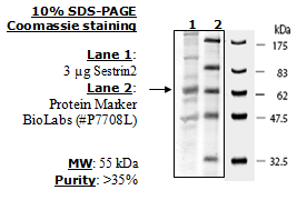 Sestrin 2, FLAG-Tag Recombinant – Figure 1 of 1