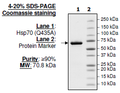 HSP70 (Q435A), His-tag Recombinant – Figure 1 of 1