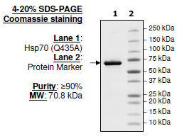 HSP70 (Q435A), His-tag Recombinant – Figure 1 of 1
