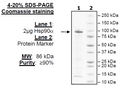 HSP90α, His-tag Recombinant – Figure 1 of 4