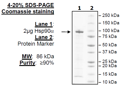 HSP90α, His-tag Recombinant – Figure 1 of 4